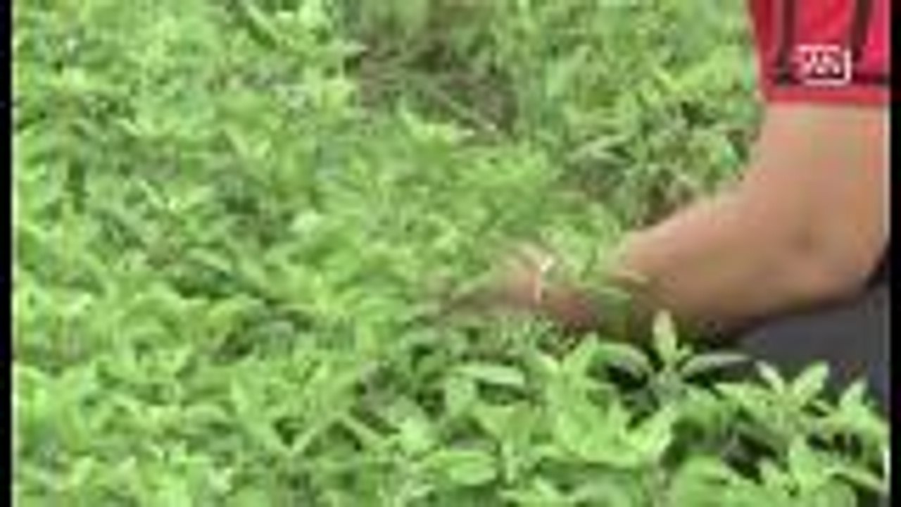 Thailand farmers team up to grow organic vegetables