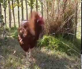 Come Outside: Series 2: Eggs