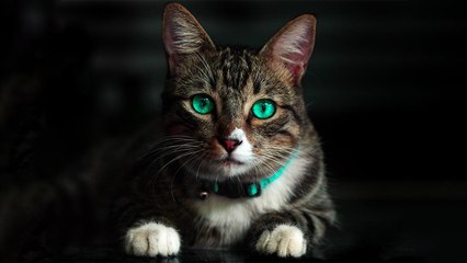 Cat Myths | जानें बिल्लियों से जुड़े शगुन और अपशगुन, अलग-अलग देशों में हैं ये मान्यताएं | Boldsky