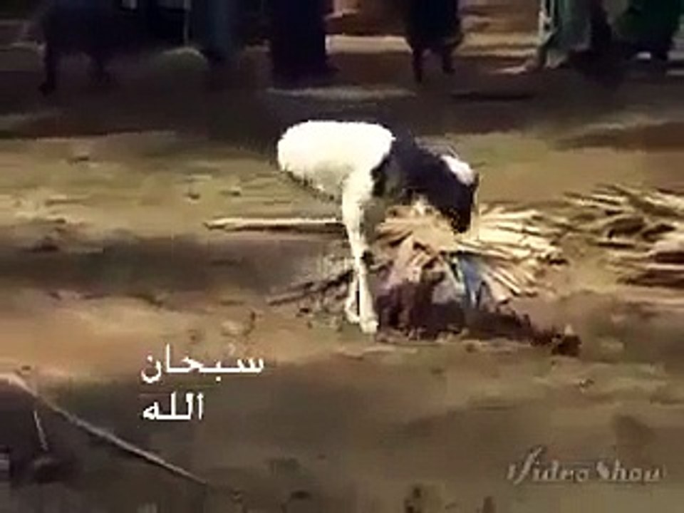 2 Tangon wala Bakra Allah ki Qudrat Allah ki Shan Allah ki Qudrat ka Karishma