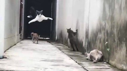 Un chat fait des grands bonds pour esquiver d'autres chats