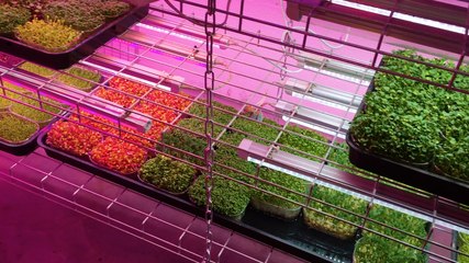 La Caverne : une ferme dans les sous-sols parisiens