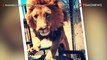 Singa di taman Safari serang pemilik - TomoNews