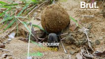 Pourquoi le bousier roule cette boule ?