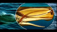 Whales - Giants of the Sea