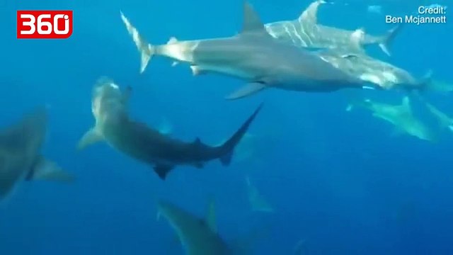 Terrorizohet peshkatari,varka e tij rrethohet nga 30 peshkaqenë,fut dorën në... (360video)