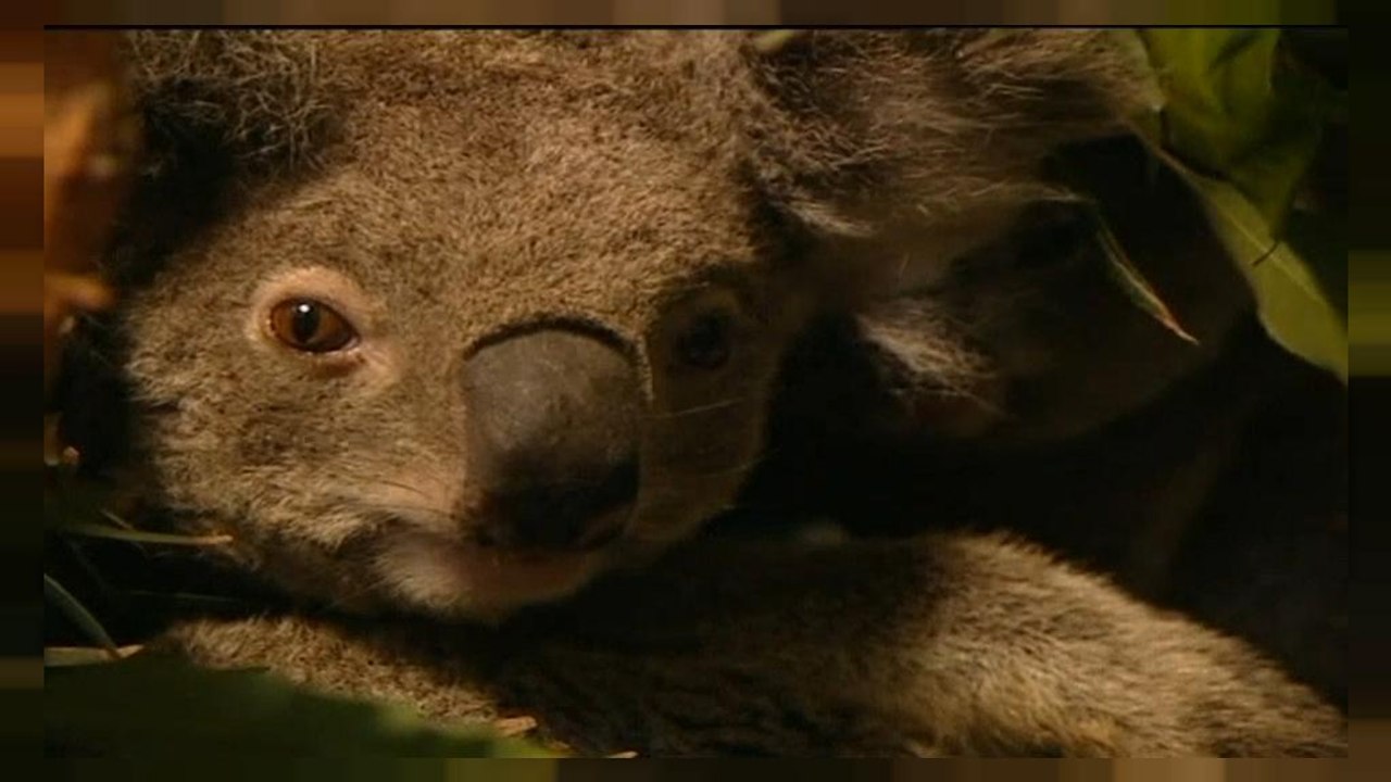 Millionenschweres Programm soll Koalas in Australien retten