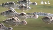 La Chine veut sauver l'alligator sinensis