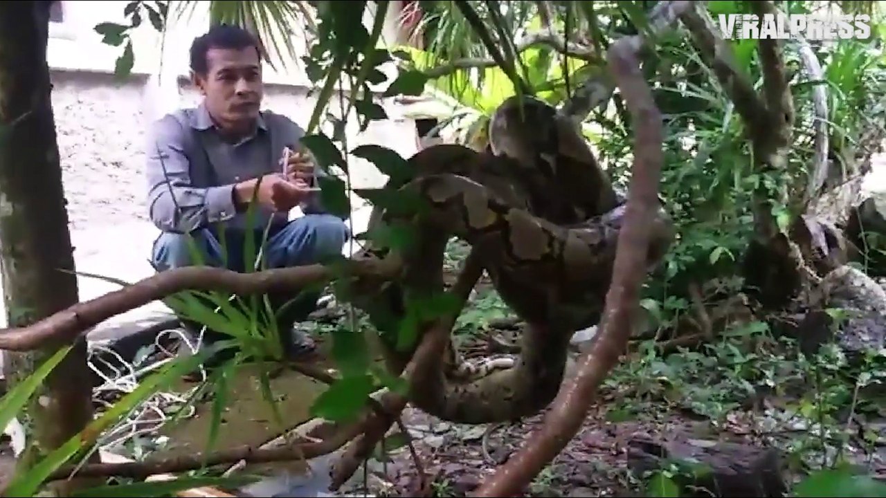 Python Caught On Tree Branch
