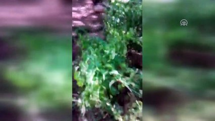 Kaçak elektrik kullanımıyla mücadele çalışmaları - ŞANLIURFA