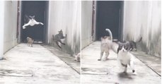 Gato evita rixa com três rivais ao escapar de um beco como um verdadeiro ninja