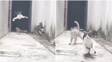 Gato evita rixa com três rivais ao escapar de um beco como um verdadeiro ninja