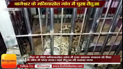 बागेश्वर के मजियाखेत गांव में घुसा तेंदुआ