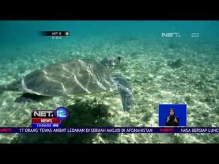 Pelepasliaran Penyu Hasil Sitaan - NET 12