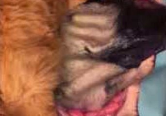 Cat Embraces Image of Departed Dog Pal