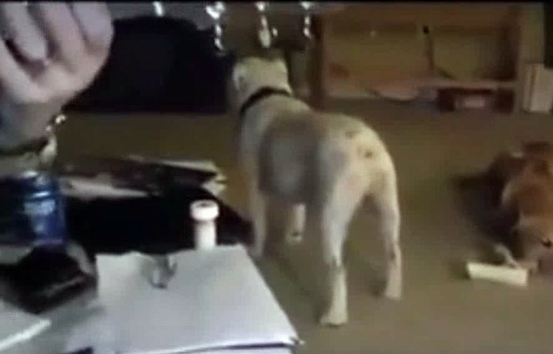 Danse Mon Pote!