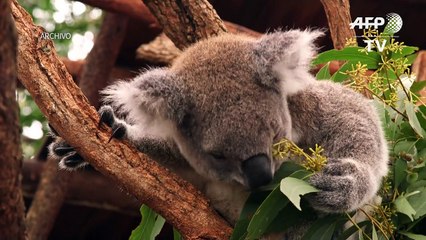Australia promete millones de dólares para ayudar a sus koalas