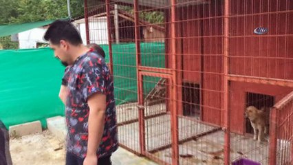 Edirne’de 3 köpek işkence edilerek telef edildi