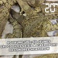 50 jeunes crocodiles saisis à l'aéroport de Londres-Heathrow