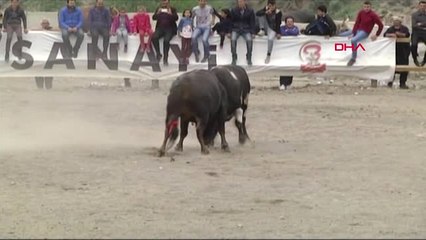 Erzurum Boğa Seyircilerin Arasına Daldı