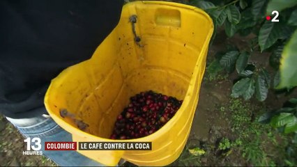 Colombie : le café contre la coca pour faire régner la paix