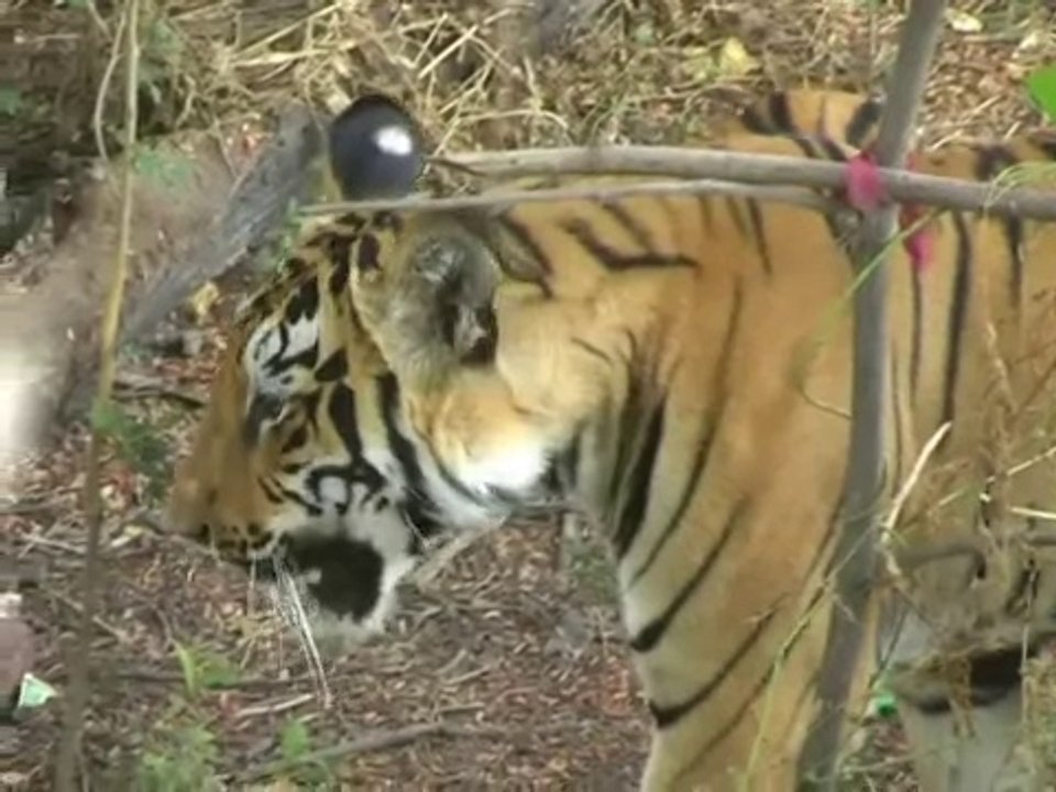 Big Wild Tiger in Village area..!!!!
