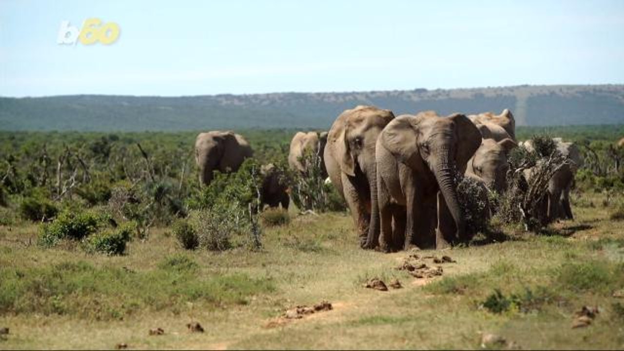 Scientists Basically Want to Wiretap Elephant Calls to Save Them from Poachers