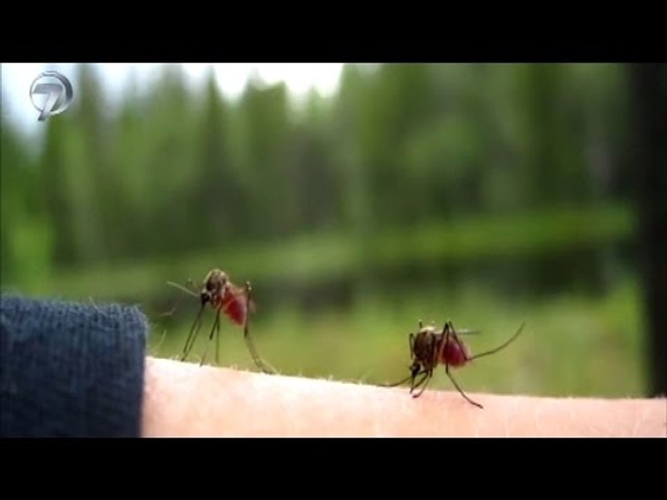 SİVRİSİNEKLERİ KOVMAK İÇİN DOĞAL ÇÖZÜMLER