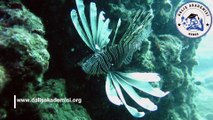 Lion Fish - Aslan Balığı - Bursa Dalış Akademisi