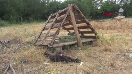 Edirne-Barınaktaki Yavru Köpekleri Öldürüp, Kulübelerine Zarar Verdiler-Hd-2