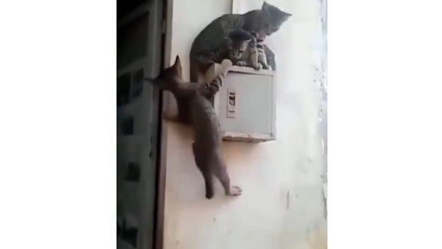 Trois chats, un boîtier électrique