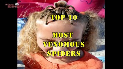 Top 10 Most Venomous Spiders