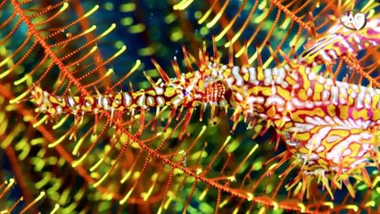 Putperest bir İnanç: Evrim