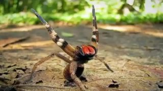 Top 10 Arañas Más Venenosas y Peligrosas del Mundo | Somos Top Videos