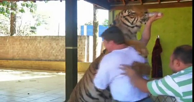 A Brazilian family breeds 9 tigers and 2 lions at home
