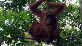 苏门答腊见闻：森林破坏和偷猎使猩猩沦为难民