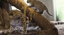 Adorable Leopard Cubs Are Fan Favorites at the Vienna Zoo