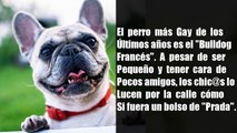 Las mascotas preferidas de todos en especial de la comunidad LGBT. Hermosas perritas