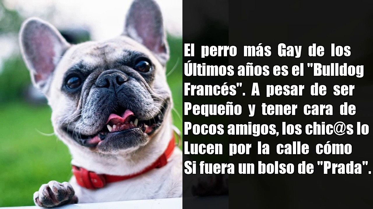 Las mascotas preferidas de todos en especial de la comunidad LGBT. Hermosas perritas