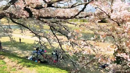 Đẹp đê mê mùa HOA ANH ĐÀO tại xứ mặt trời mọc, chuẩn SỐNG ẢO cho hội chị em