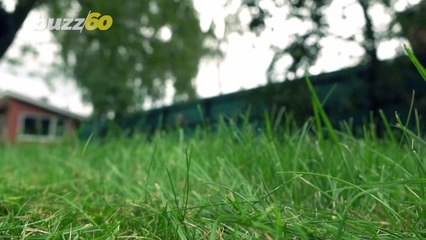 Indiana Man Accused of 'Drinking and Mowing' a Neighbor's Lawn