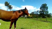 Un cheval s'amuse avec un jouet en plastique