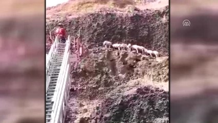 Yamaçta Mahsur Kalan Koyunlar Kurtarıldı