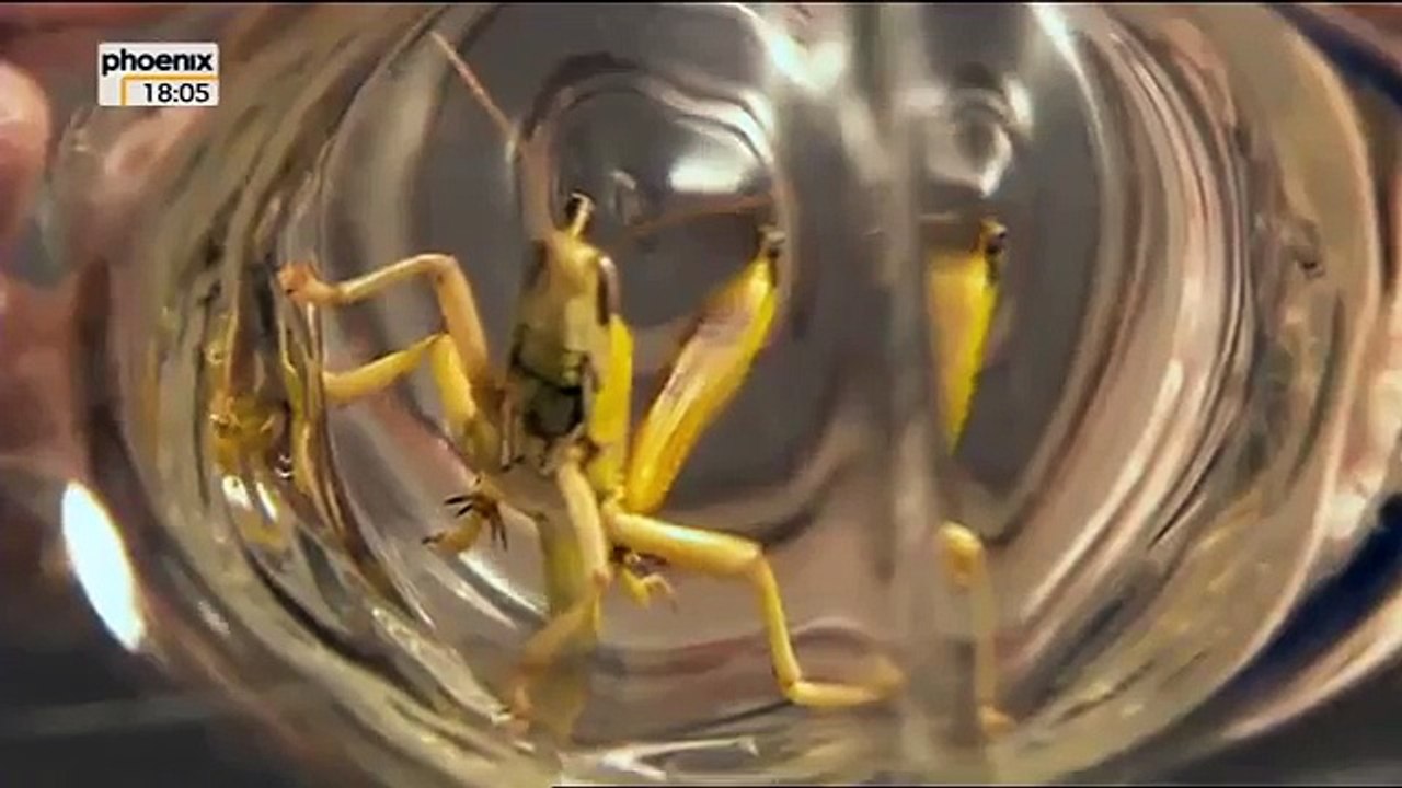 Doku Deutsch 2017 - Die biblischen Plagen   Finsternis über Ägypten Doku