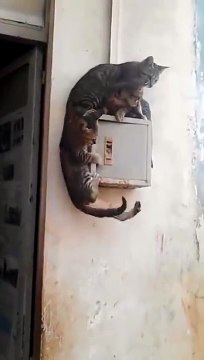 Il essaye de rejoindre ses amis sur un boîtier électrique !