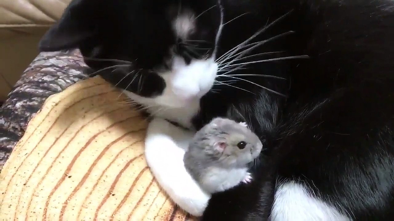 Un petit hamster qui trouve le meilleur endroit pour s'endormir !
