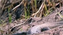 Snake Documentary Documentary National Geographic ANIMALS Battles in the Pond Lion vs Hippo vs