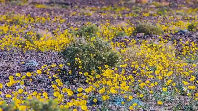 DEATH VALLEY National Park - Nature Documentary Film in 4K, Trailer