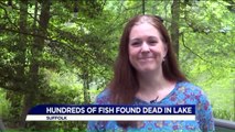 Hundreds of Fish Found Dead in Virginia in Lake