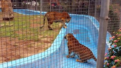 THE MOST AGGRESSIVE AND LETHAL FELINOS OF THE WORLD